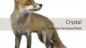  Presentation with fox - Cool new presentation design with red fox 1 year old backdrop and a coral colored foreground