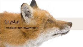 Presentation with fox - Amazing theme having red fox 4 years - vulpes backdrop and a coral colored foreground
