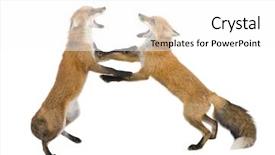  Presentation with fox - Slide deck consisting of red fox 4 years - vulpes background and a  colored foreground