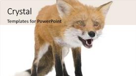  Presentation with lines red and white - Colorful PPT theme enhanced with red fox 4 years - vulpes backdrop and a  colored foreground