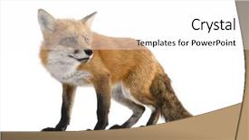  Presentation with fox - Presentation having red fox 4 years - vulpes background and a white colored foreground