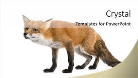  Presentation with red and white festive - PPT theme having red fox 4 years - vulpes background and a white colored foreground