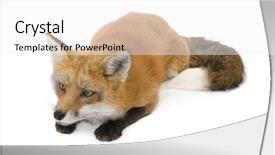  Presentation with 50 years - Presentation with red fox 4 years - vulpes background and a white colored foreground