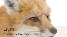  Presentation with fox - Presentation with red fox 4 years - vulpes background and a coral colored foreground