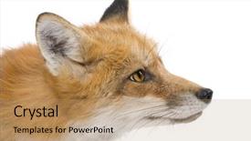  Presentation with 15 years - Presentation theme having red fox 4 years - vulpes background and a coral colored foreground