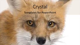  Presentation with fox - Amazing slides having red fox 4 years - vulpes backdrop and a coral colored foreground