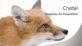  Presentation with years of service award - PPT theme having red fox 4 years - vulpes background and a white colored foreground