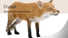 Presentation with fox - Amazing presentation having red fox 4 years - vulpes backdrop and a  colored foreground
