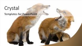  Presentation with fox - Presentation with red fox 4 years - vulpes background and a white colored foreground