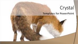  Presentation with 50 years - Colorful slide deck enhanced with red fox 4 years - vulpes backdrop and a white colored foreground