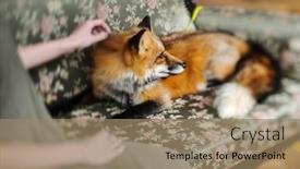  Presentation with fox - Audience pleasing slide deck consisting of red-fox-and-woman-indoor backdrop and a coral colored foreground