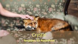  Presentation with fox - Slide deck enhanced with red-fox-and-woman-indoor background and a coral colored foreground