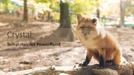  Presentation with fox - Beautiful slides featuring red-fox-at-outdoor backdrop and a coral colored foreground