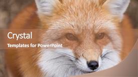  Presentation with red boiled crawfish food - Colorful presentation design enhanced with red fox close up backdrop and a coral colored foreground