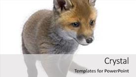  Presentation with red and white abstract - PPT theme enhanced with red fox cub 6 weeks background and a light gray colored foreground