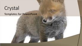  Presentation with red and white abstract - Amazing slides having red fox cub 6 weeks backdrop and a coral colored foreground