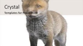  Presentation with fox - Presentation with red fox cub 6 weeks background and a coral colored foreground