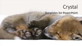  Presentation with fox - Audience pleasing presentation consisting of red fox cub 6 weeks backdrop and a lemonade colored foreground