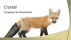  Presentation with fox - Amazing presentation theme having red fox cub isolated backdrop and a white colored foreground