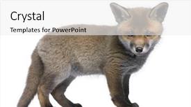  Presentation with fox - Cool new presentation theme with red fox cub vulpes vulpes backdrop and a white colored foreground