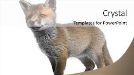  Presentation with old butcher shop - Presentation enhanced with red fox cub vulpes vulpes background and a white colored foreground