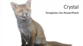  Presentation with white red employees - Amazing presentation theme having red fox cub vulpes vulpes backdrop and a white colored foreground
