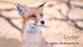  Presentation with fox - PPT layouts enhanced with red-fox-face-close-up background and a lemonade colored foreground