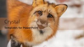  Presentation with fox - PPT theme with red-fox-hunting-for-pray background and a coral colored foreground