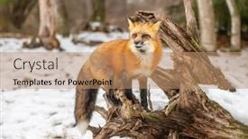 Presentation with fox hunting - Cool new PPT theme with red-fox-hunting-for-pray backdrop and a coral colored foreground