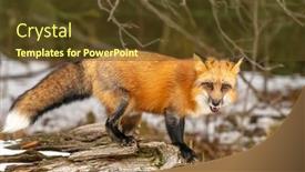  Presentation with fox hunting - PPT layouts having red-fox-hunting-for-pray background and a tawny brown colored foreground