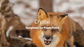  Presentation with fox hunting - Audience pleasing slide deck consisting of red-fox-hunting-for-pray backdrop and a coral colored foreground