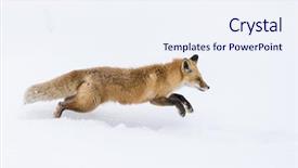  Presentation with fox hunting - Colorful slide deck enhanced with red fox hunts for prey backdrop and a sky blue colored foreground