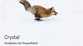  Presentation with fox - Theme having red fox hunts for prey background and a sky blue colored foreground