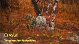  Presentation with fox - Presentation having red fox in autumn taiga background and a tawny brown colored foreground