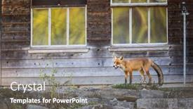  Presentation with fox - Slide deck featuring red-fox-in-its-natural background and a gray colored foreground