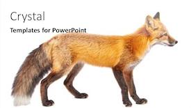  Presentation with fox - Amazing slide deck having red-fox-isolated-on-white backdrop and a white colored foreground