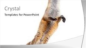  Presentation with fox - PPT layouts consisting of red-fox-jumping-two-years background and a white colored foreground
