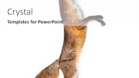  Presentation with fox - Presentation having red-fox-jumping-two-years background and a white colored foreground
