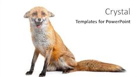  Presentation with fox - Presentation design consisting of red-fox-making-a-face background and a white colored foreground