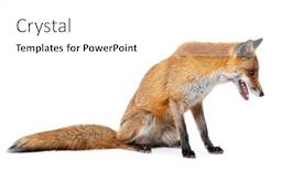  Presentation with fox - Presentation enhanced with red-fox-mouth-open-looking background and a  colored foreground