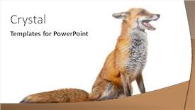  Presentation with fox - Theme with red-fox-mouth-open-two background and a white colored foreground