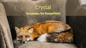  Presentation with fox - Slide set enhanced with red-fox-on-luxury-sofa background and a coral colored foreground