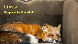  Presentation with fox - PPT layouts with red-fox-on-luxury-sofa background and a tawny brown colored foreground