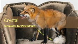  Presentation with fox - PPT theme featuring red-fox-on-luxury-sofa background and a tawny brown colored foreground