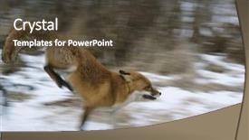  Presentation with starting line red running track - PPT theme with red fox running background and a  colored foreground