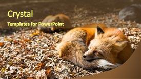  Presentation with fox - Colorful slide set enhanced with red fox sleeping at outdoor backdrop and a tawny brown colored foreground