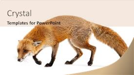  Presentation with fox - Theme enhanced with red-fox-sniffing-the-ground background and a coral colored foreground