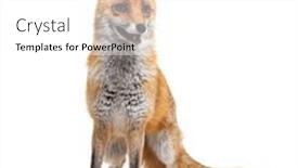  Presentation with fox - Slide set featuring red-fox-standing-in-front background and a white colored foreground