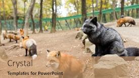  Presentation with fox - Beautiful PPT layouts featuring red-fox-standing-on-rock backdrop and a coral colored foreground