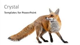  Presentation with fox - PPT theme having red-fox-turning-around-two background and a white colored foreground